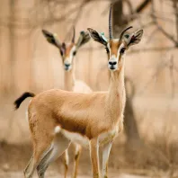 Wildlife